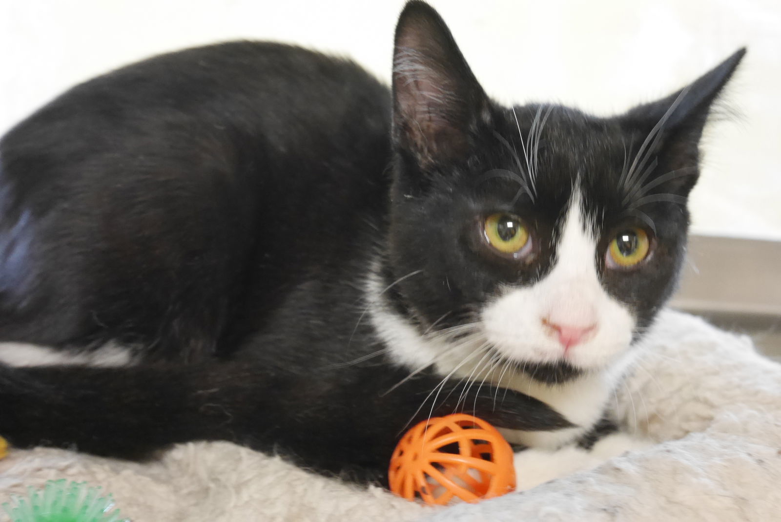 GARY, an adoptable Domestic Short Hair in Austin, MN, 55912 | Photo Image 1