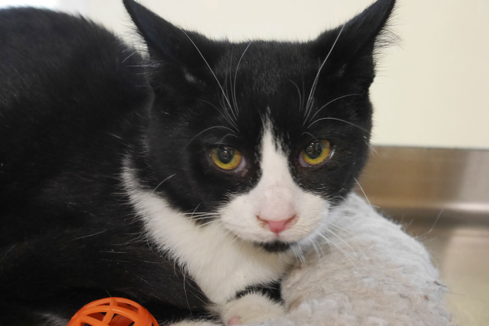 GARY, an adoptable Domestic Short Hair in Austin, MN, 55912 | Photo Image 2