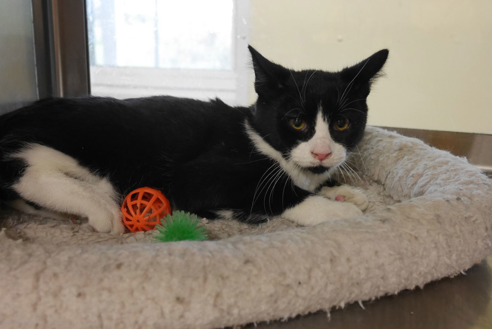 GARY, an adoptable Domestic Short Hair in Austin, MN, 55912 | Photo Image 3