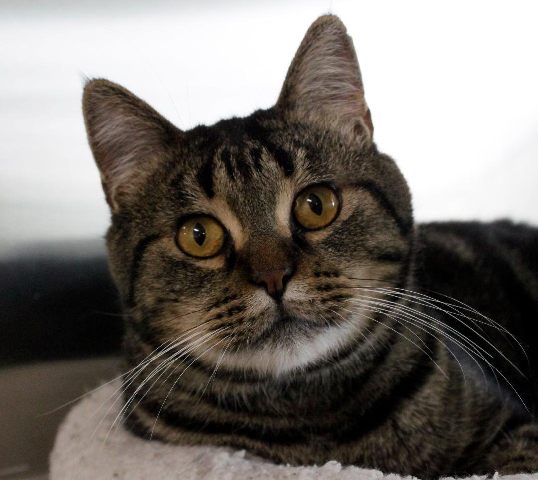 Benny, an adoptable Tiger in Austin, MN, 55912 | Photo Image 1