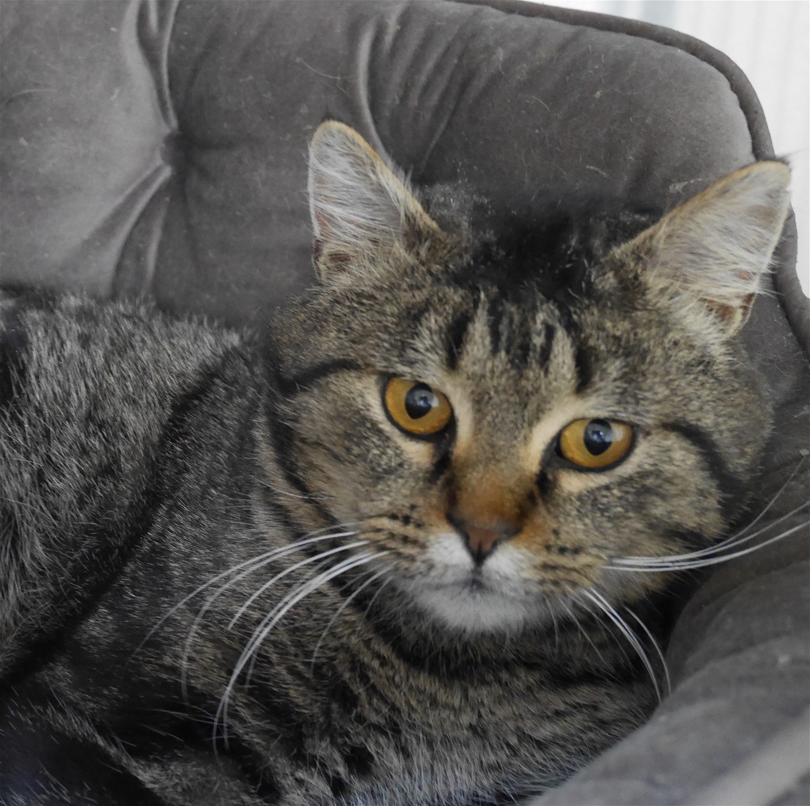 Benny, an adoptable Tiger in Austin, MN, 55912 | Photo Image 2