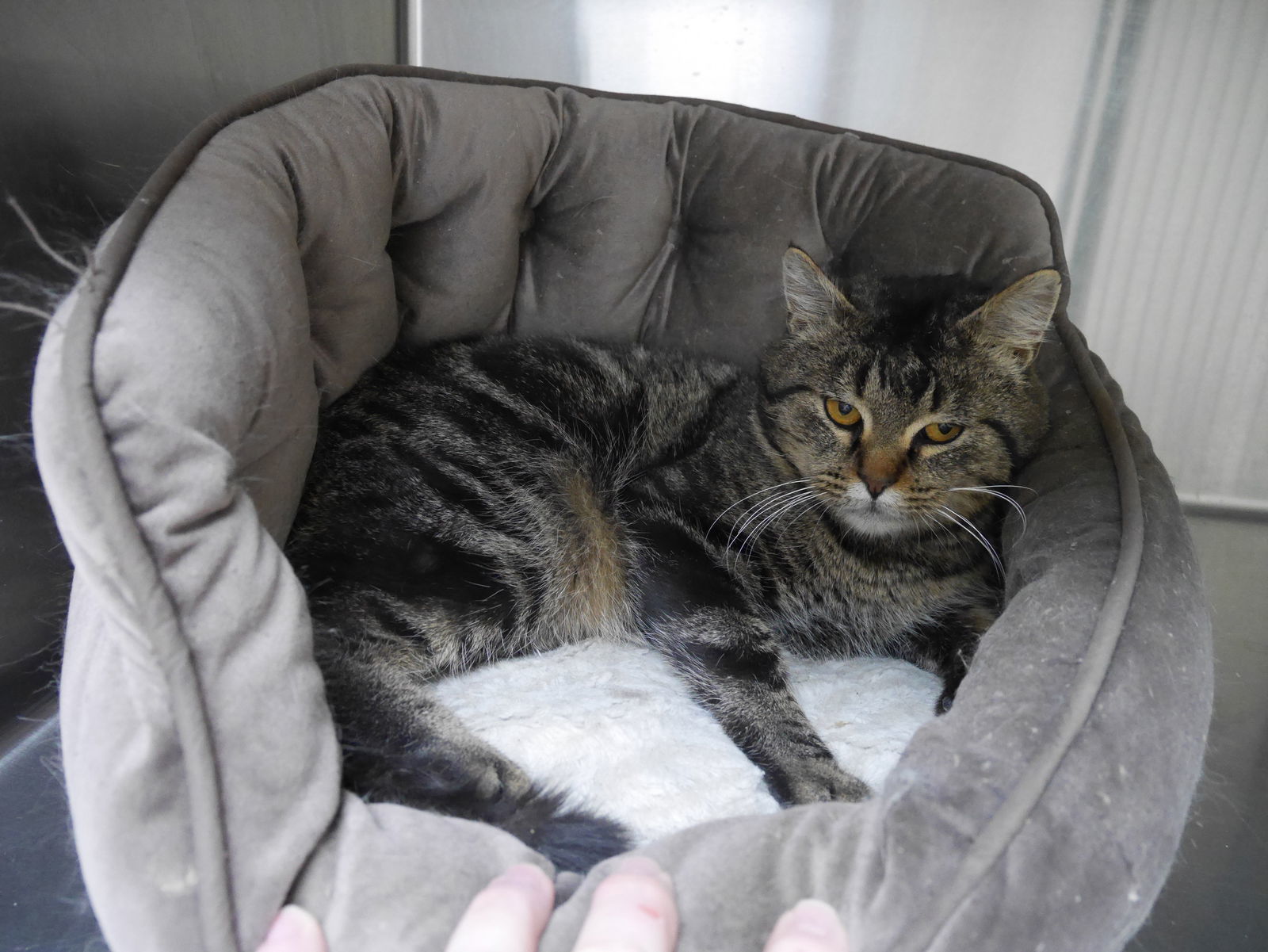 Benny, an adoptable Tiger in Austin, MN, 55912 | Photo Image 3