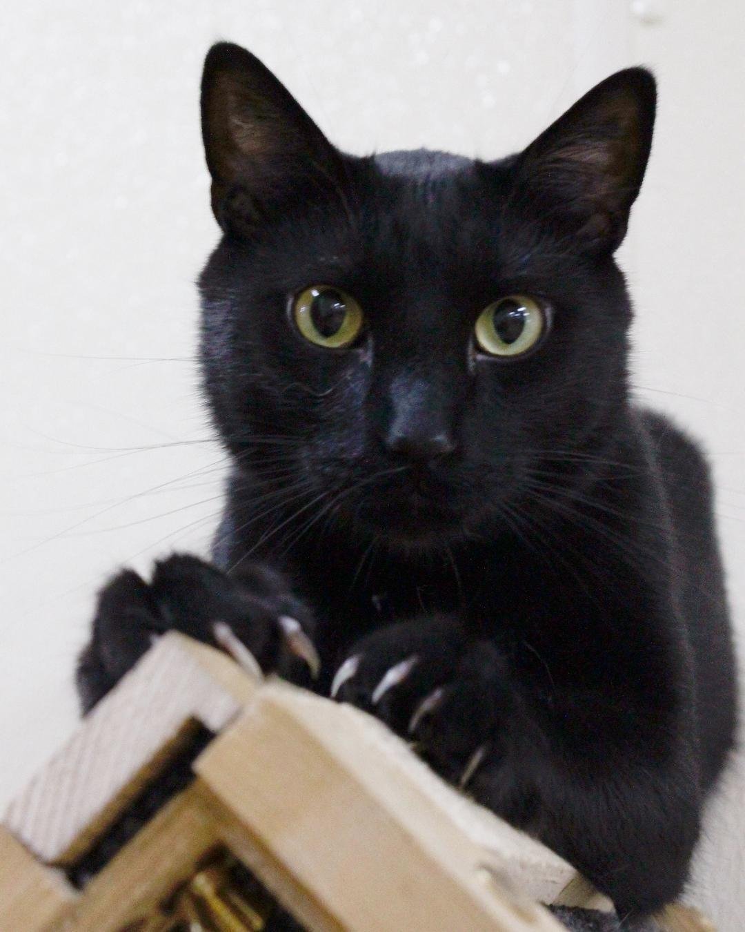 TIGGS, an adoptable Domestic Short Hair in Austin, MN, 55912 | Photo Image 1