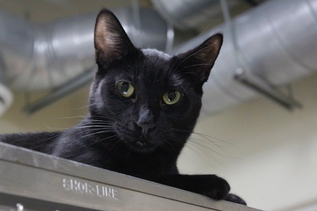 TIGGS, an adoptable Domestic Short Hair in Austin, MN, 55912 | Photo Image 2