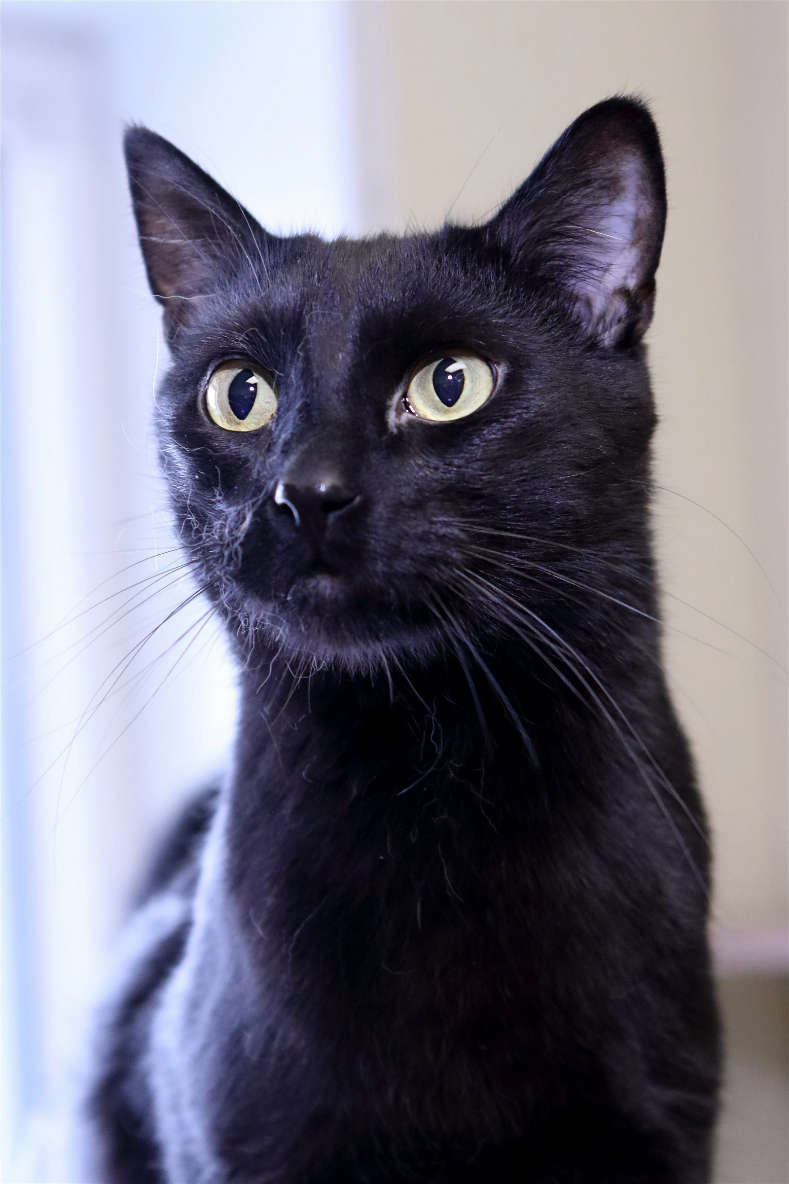 TIGGS, an adoptable Domestic Short Hair in Austin, MN, 55912 | Photo Image 3