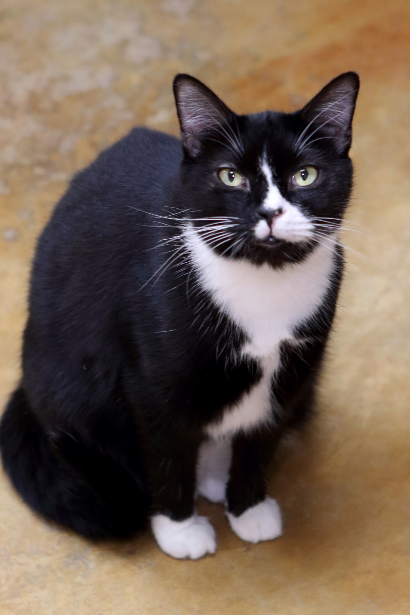 PIPER, an adoptable Domestic Short Hair in Austin, MN, 55912 | Photo Image 1