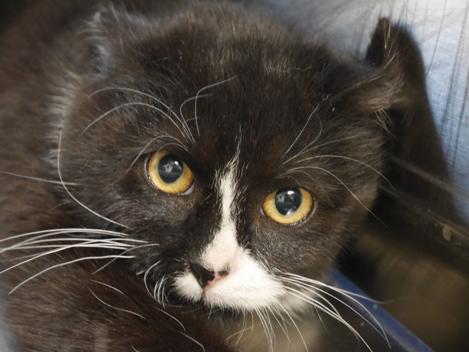 PIPER, an adoptable Domestic Short Hair in Austin, MN, 55912 | Photo Image 2