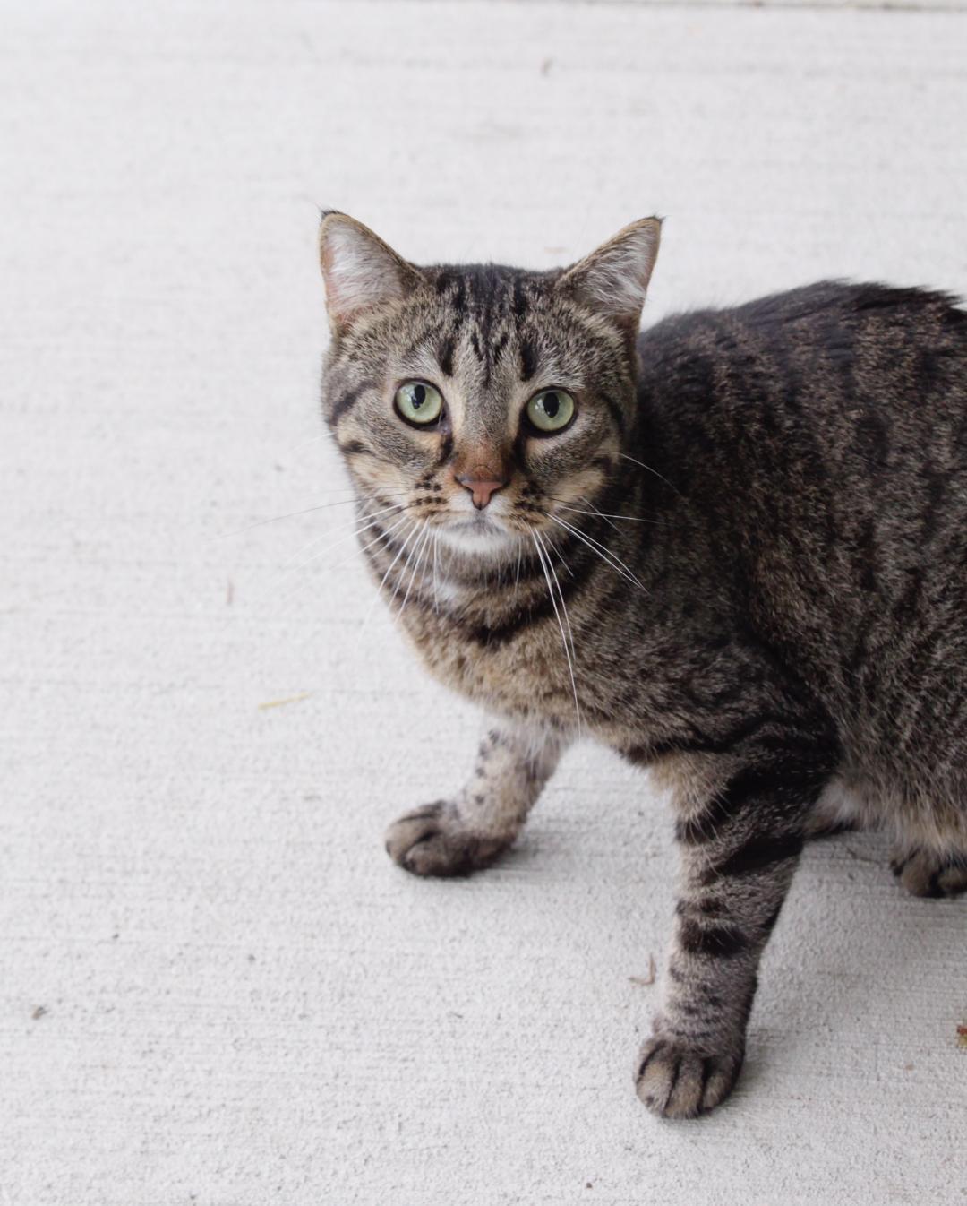 Podge, an adoptable Tiger in Austin, MN, 55912 | Photo Image 1