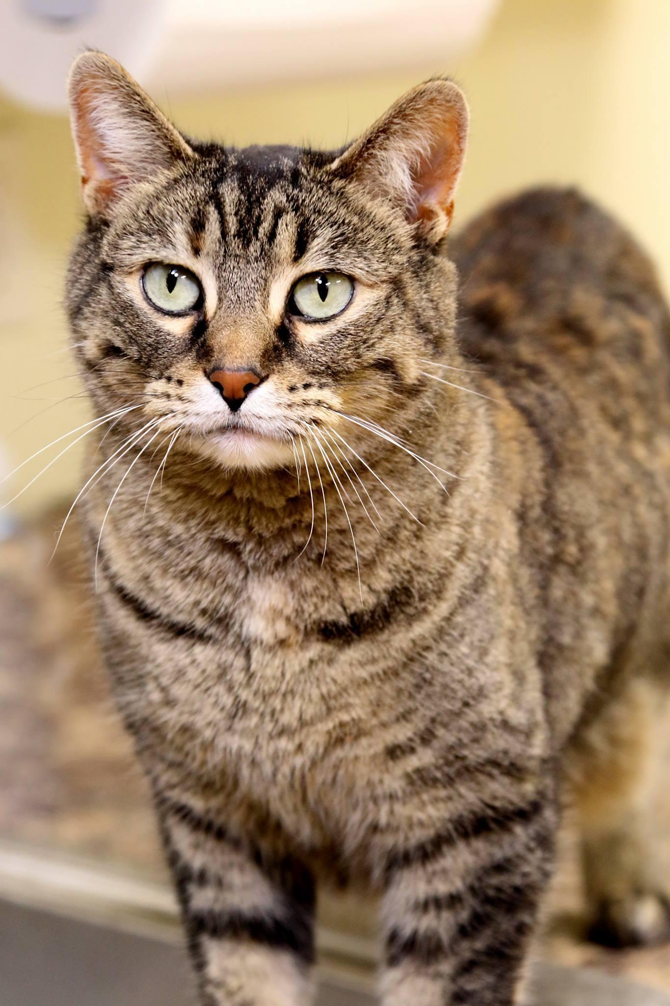 Podge, an adoptable Tiger in Austin, MN, 55912 | Photo Image 2