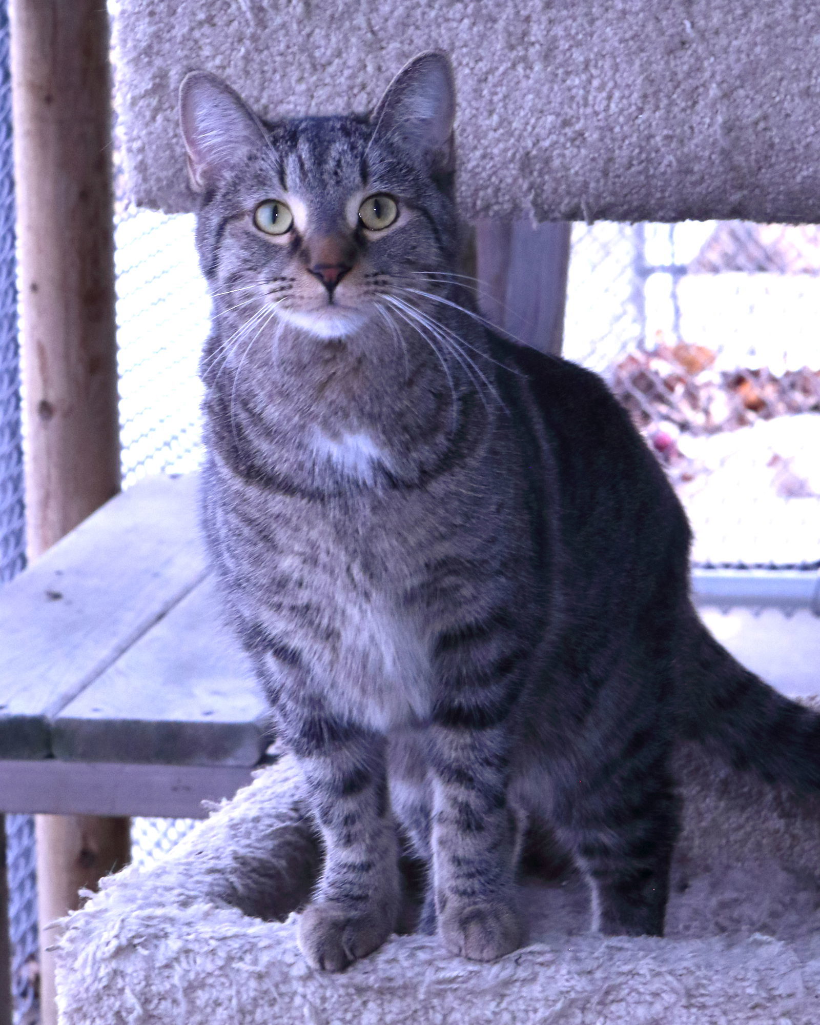 Podge, an adoptable Tiger in Austin, MN, 55912 | Photo Image 3