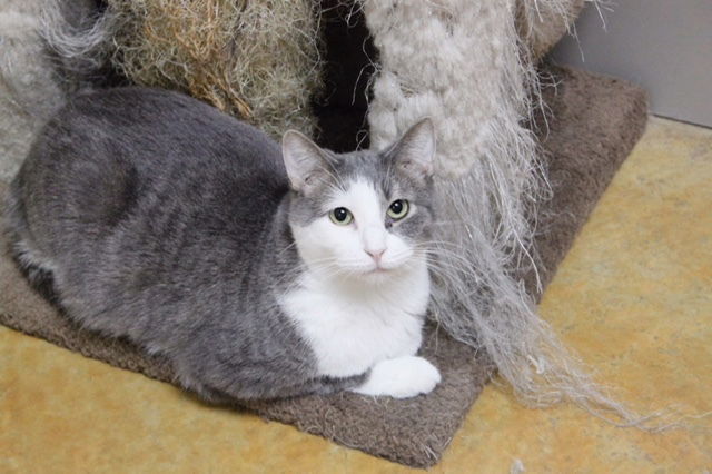OPIE, an adoptable Domestic Short Hair in Austin, MN, 55912 | Photo Image 1
