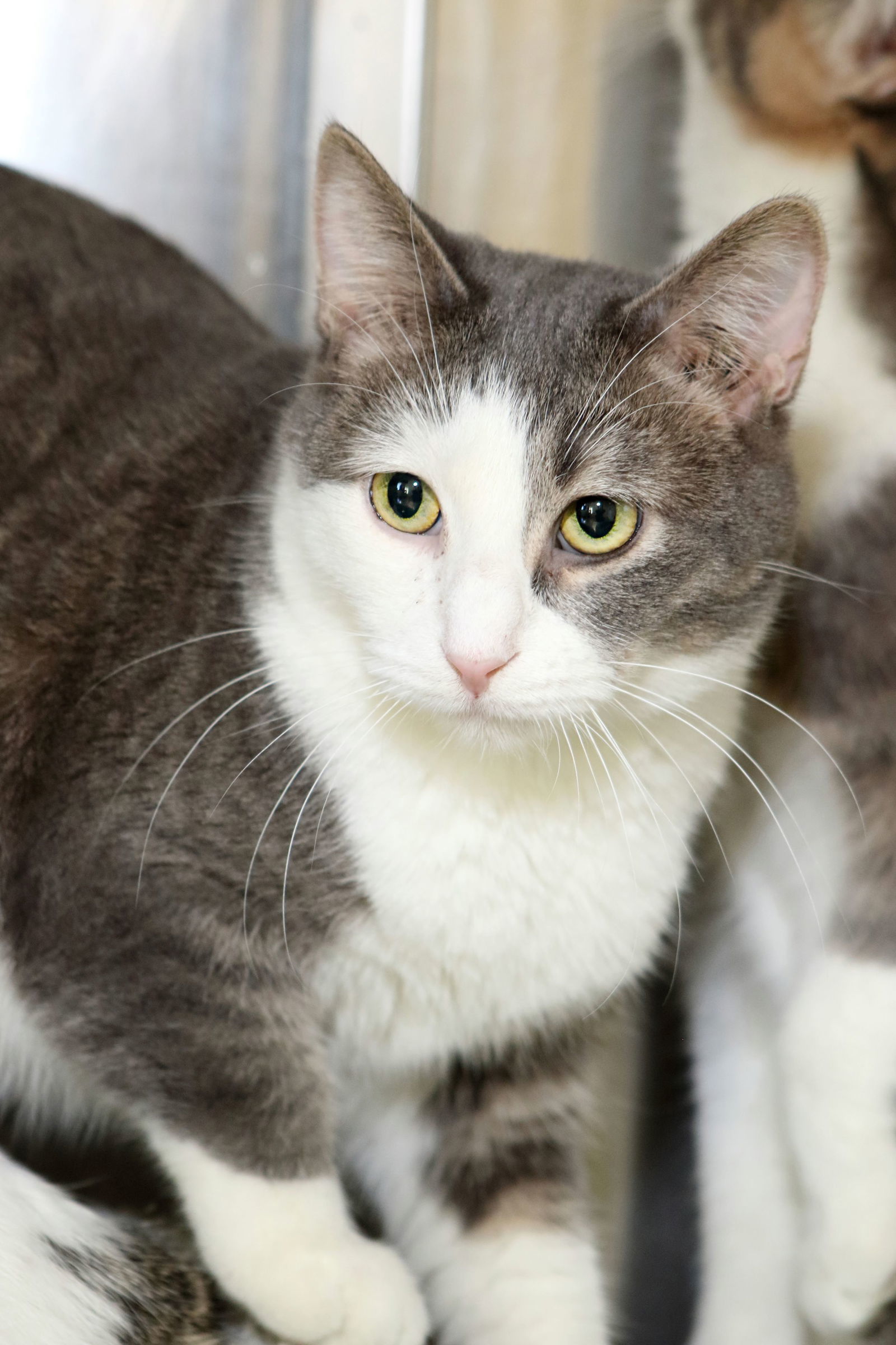 OPIE, an adoptable Domestic Short Hair in Austin, MN, 55912 | Photo Image 3