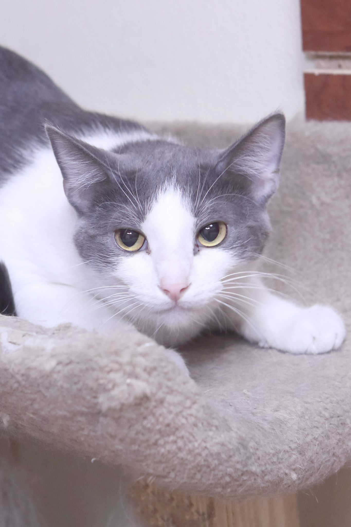 Beckham, an adoptable Domestic Short Hair in Austin, MN, 55912 | Photo Image 1