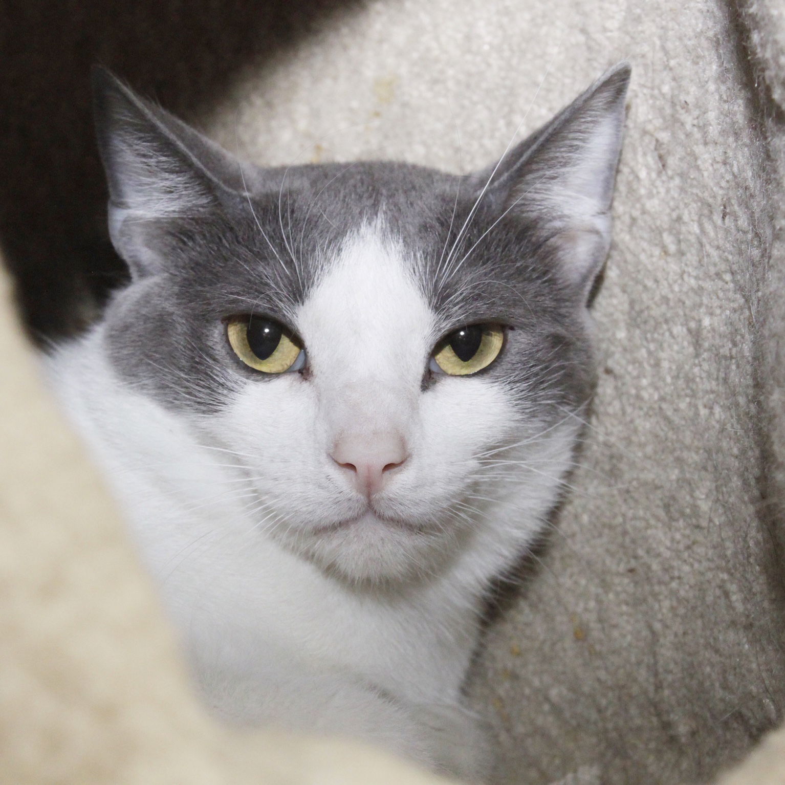 Beckham, an adoptable Domestic Short Hair in Austin, MN, 55912 | Photo Image 2