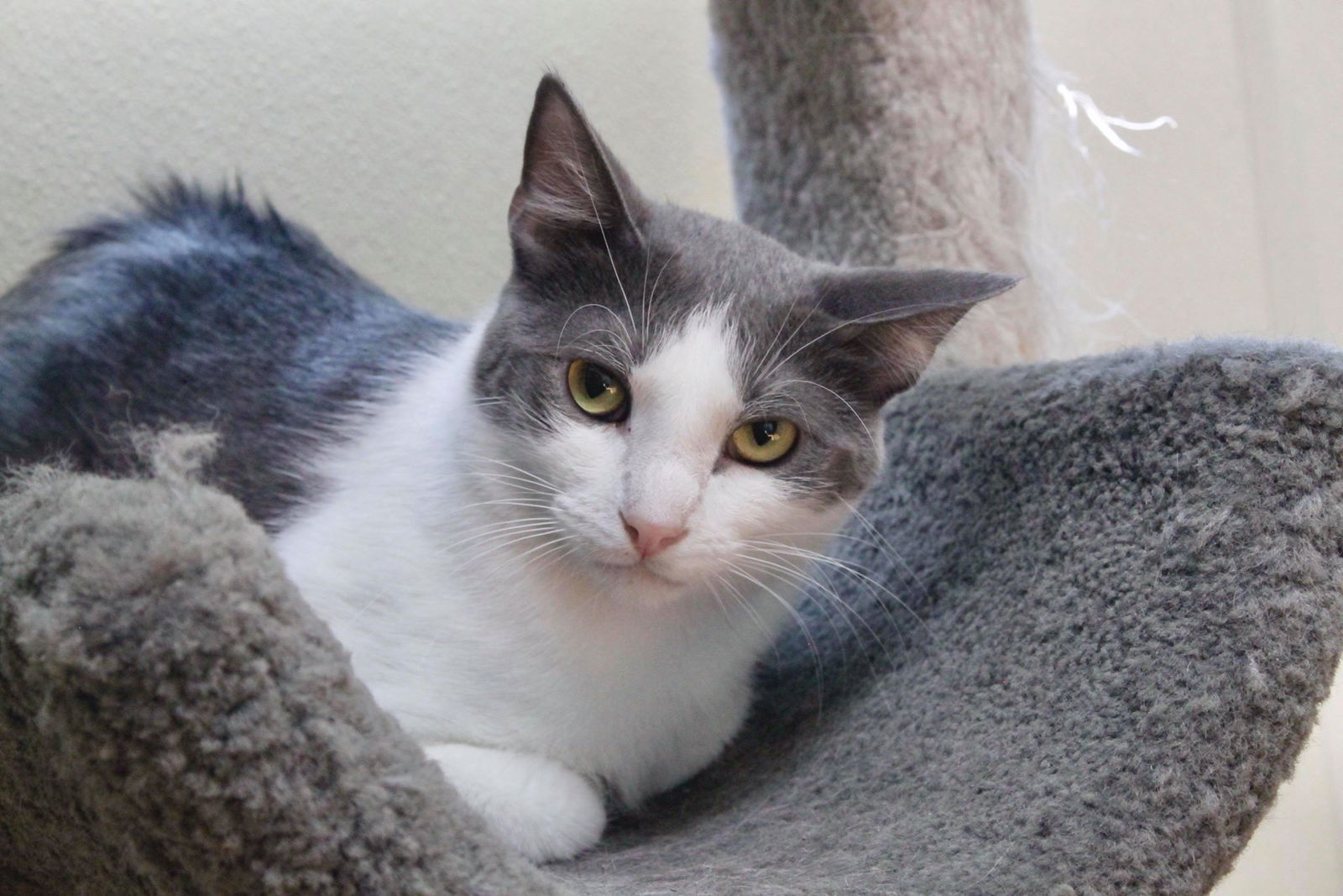 Beckham, an adoptable Domestic Short Hair in Austin, MN, 55912 | Photo Image 3