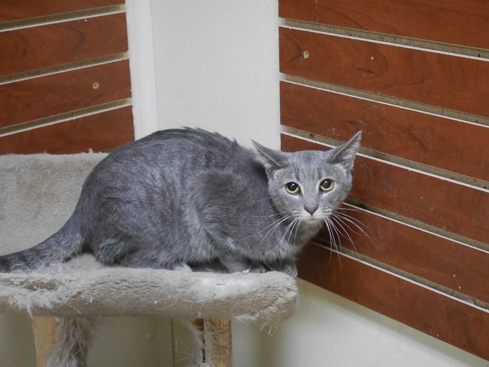 PATTY, an adoptable Domestic Short Hair in Austin, MN, 55912 | Photo Image 1