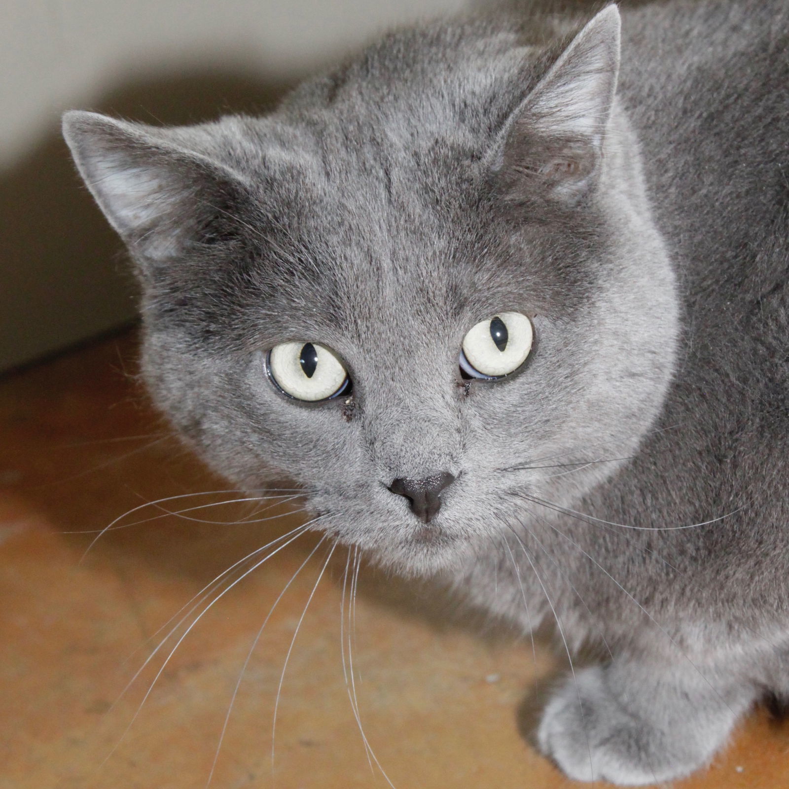 PATTY, an adoptable Domestic Short Hair in Austin, MN, 55912 | Photo Image 2