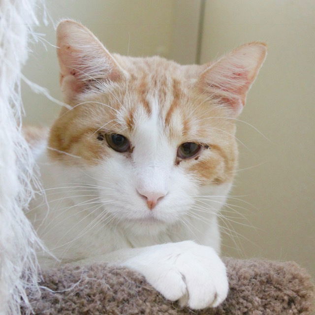 QUINT, an adoptable Domestic Short Hair in Austin, MN, 55912 | Photo Image 1