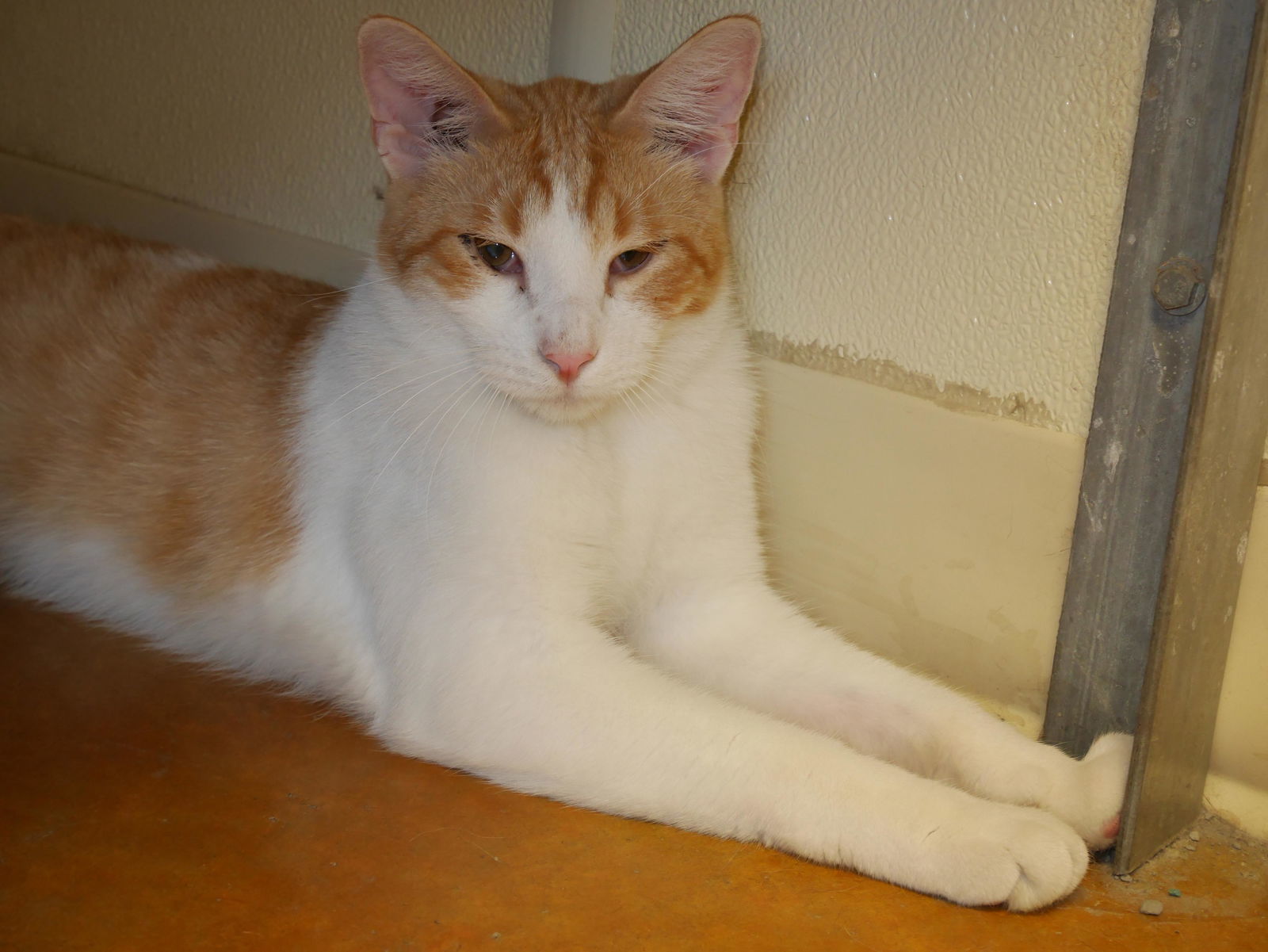 QUINT, an adoptable Domestic Short Hair in Austin, MN, 55912 | Photo Image 2