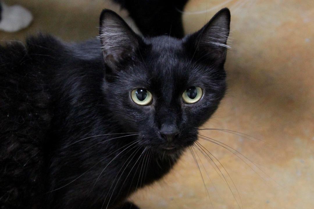 STEPHANIE, an adoptable Domestic Short Hair in Austin, MN, 55912 | Photo Image 1