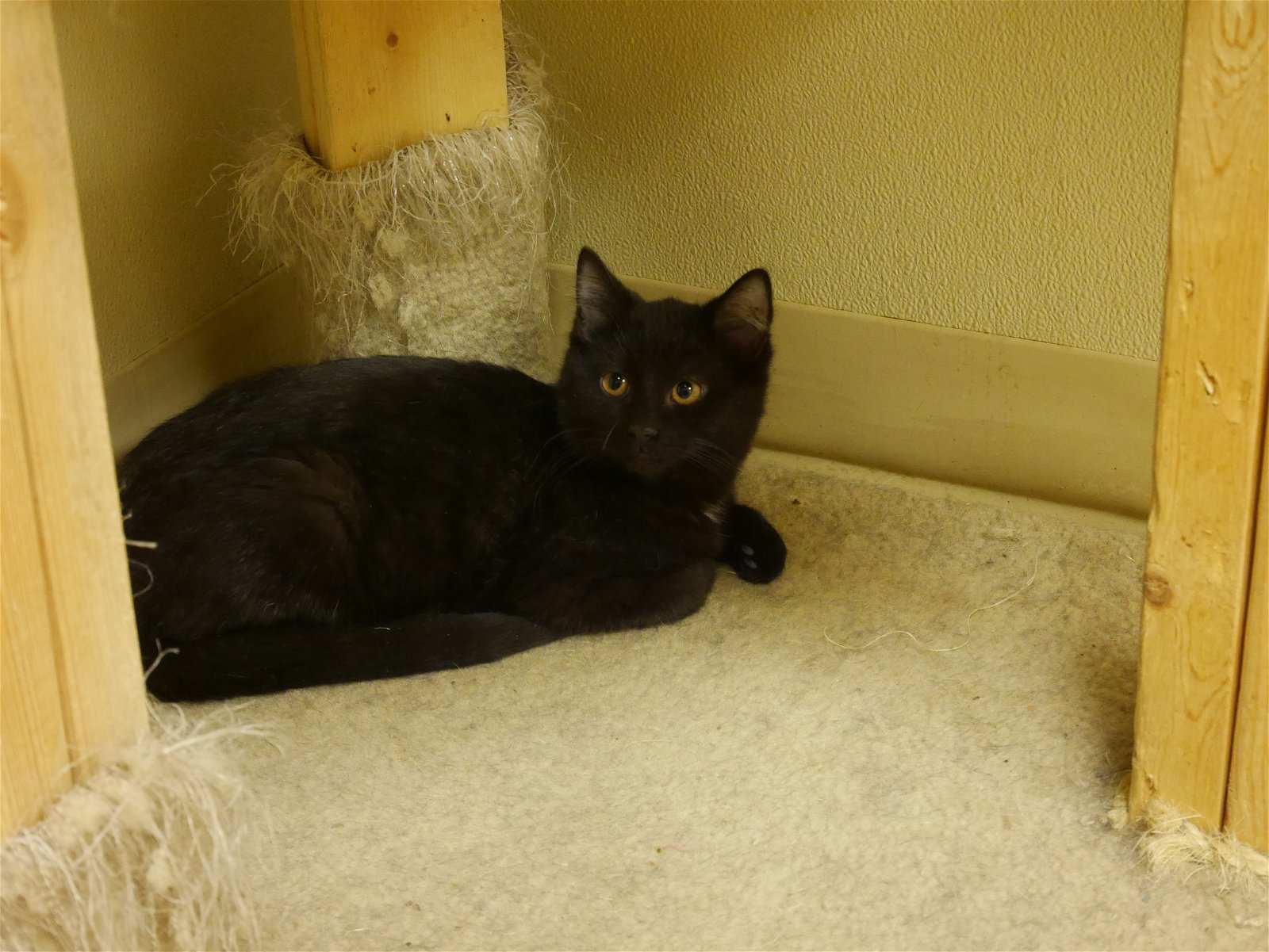 STEPHANIE, an adoptable Domestic Short Hair in Austin, MN, 55912 | Photo Image 2