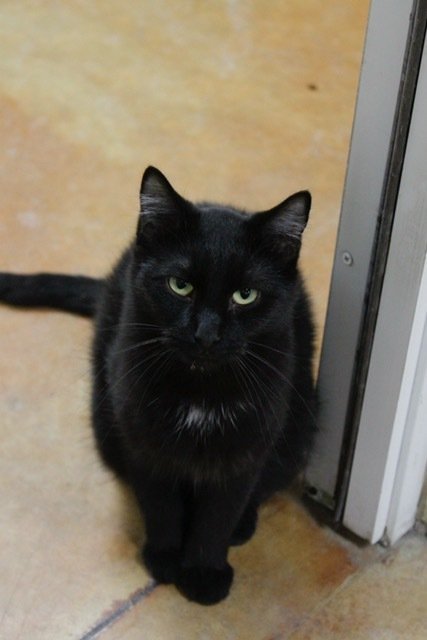 STEPHANIE, an adoptable Domestic Short Hair in Austin, MN, 55912 | Photo Image 3