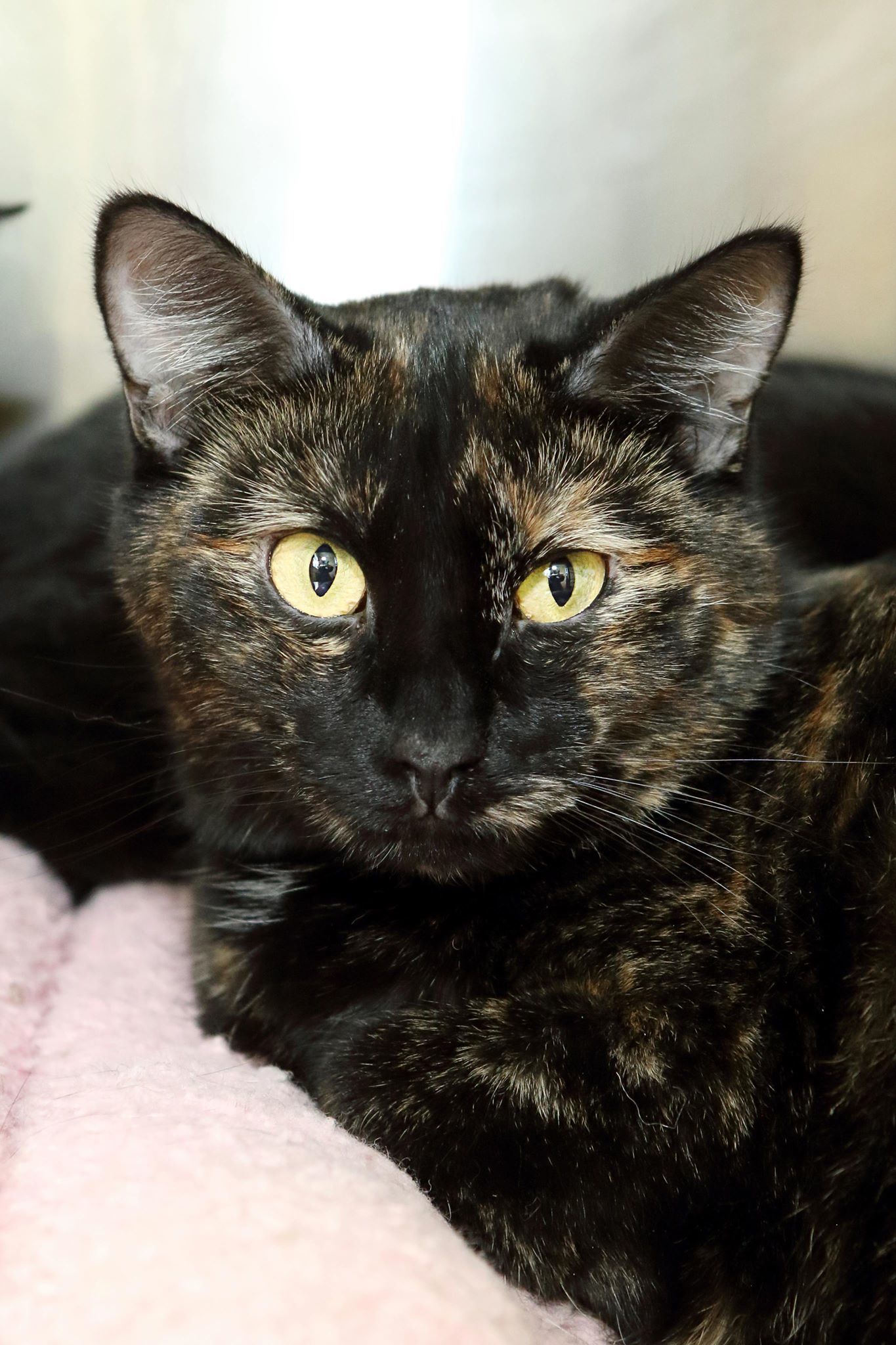 Mango, an adoptable Calico, Tiger in Austin, MN, 55912 | Photo Image 1