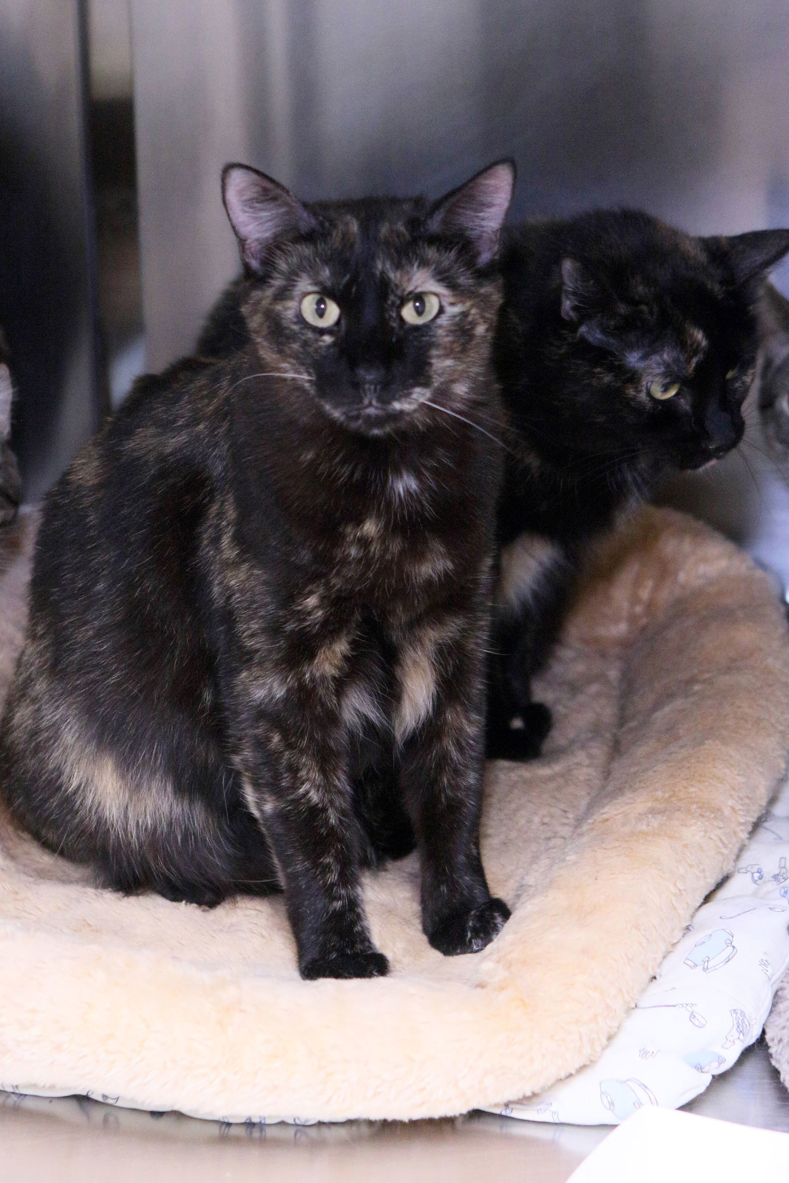 Mango, an adoptable Calico, Tiger in Austin, MN, 55912 | Photo Image 3