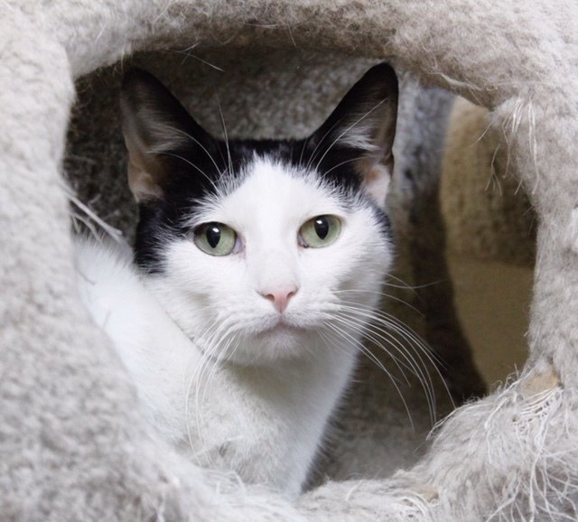 Guy, an adoptable Domestic Short Hair in Austin, MN, 55912 | Photo Image 1