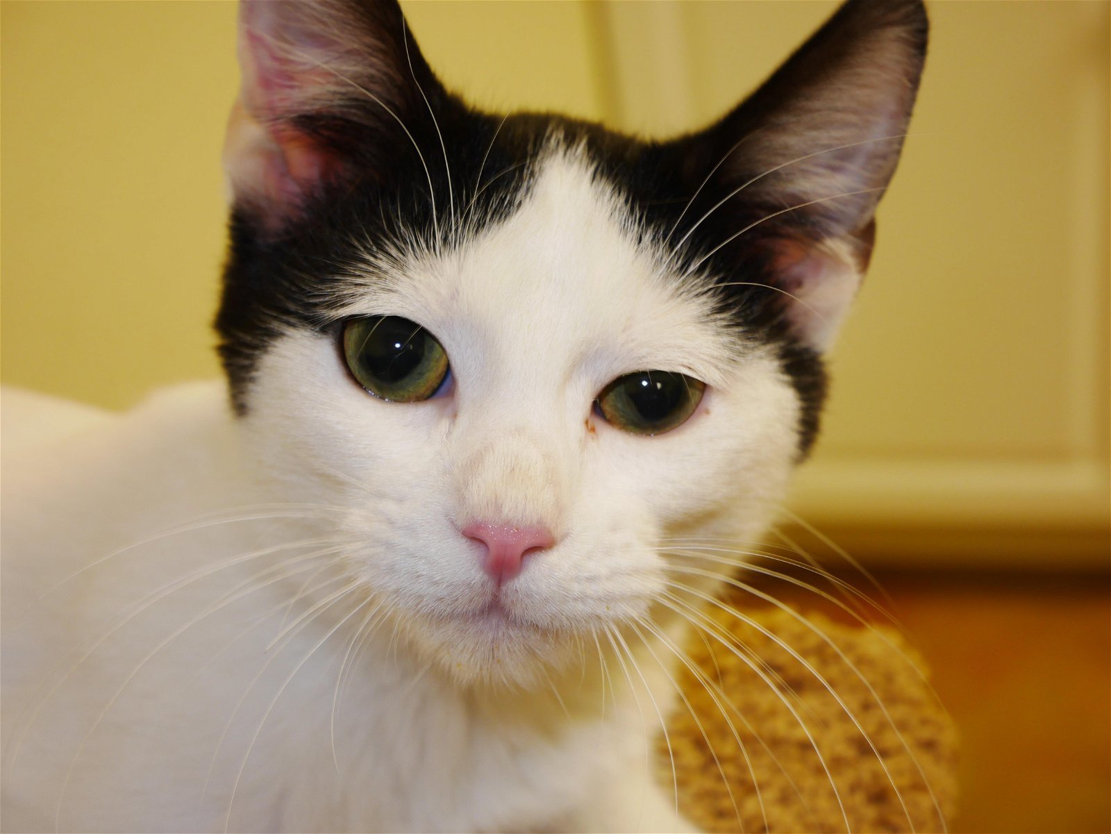 Guy, an adoptable Domestic Short Hair in Austin, MN, 55912 | Photo Image 2