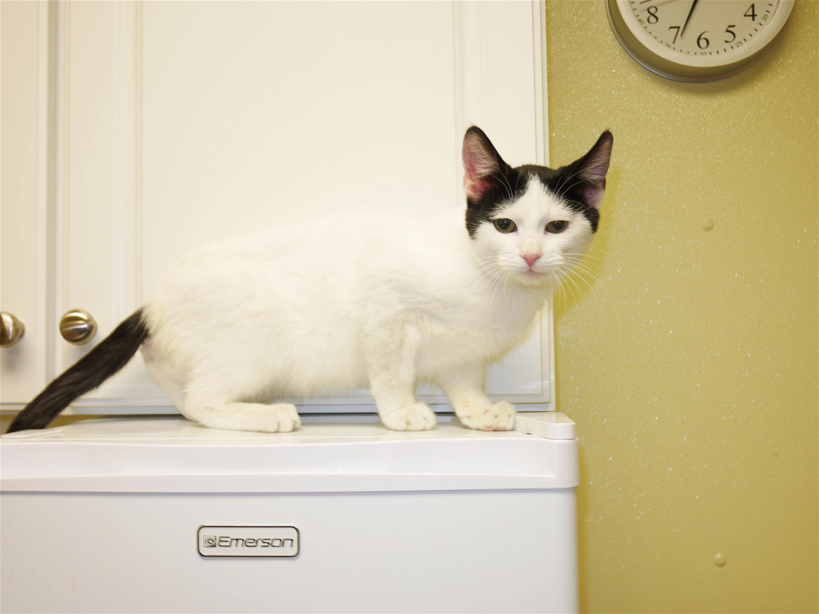 Guy, an adoptable Domestic Short Hair in Austin, MN, 55912 | Photo Image 3