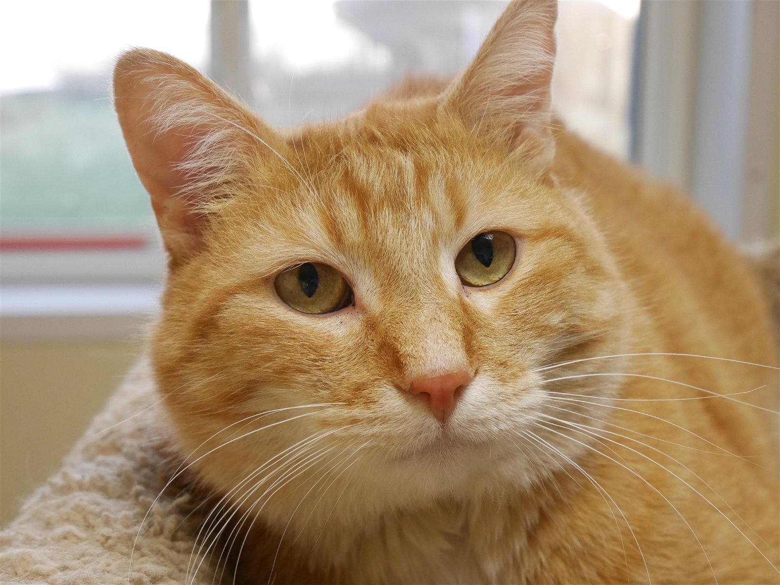 Mr. Jingles, an adoptable Domestic Short Hair in Austin, MN, 55912 | Photo Image 1