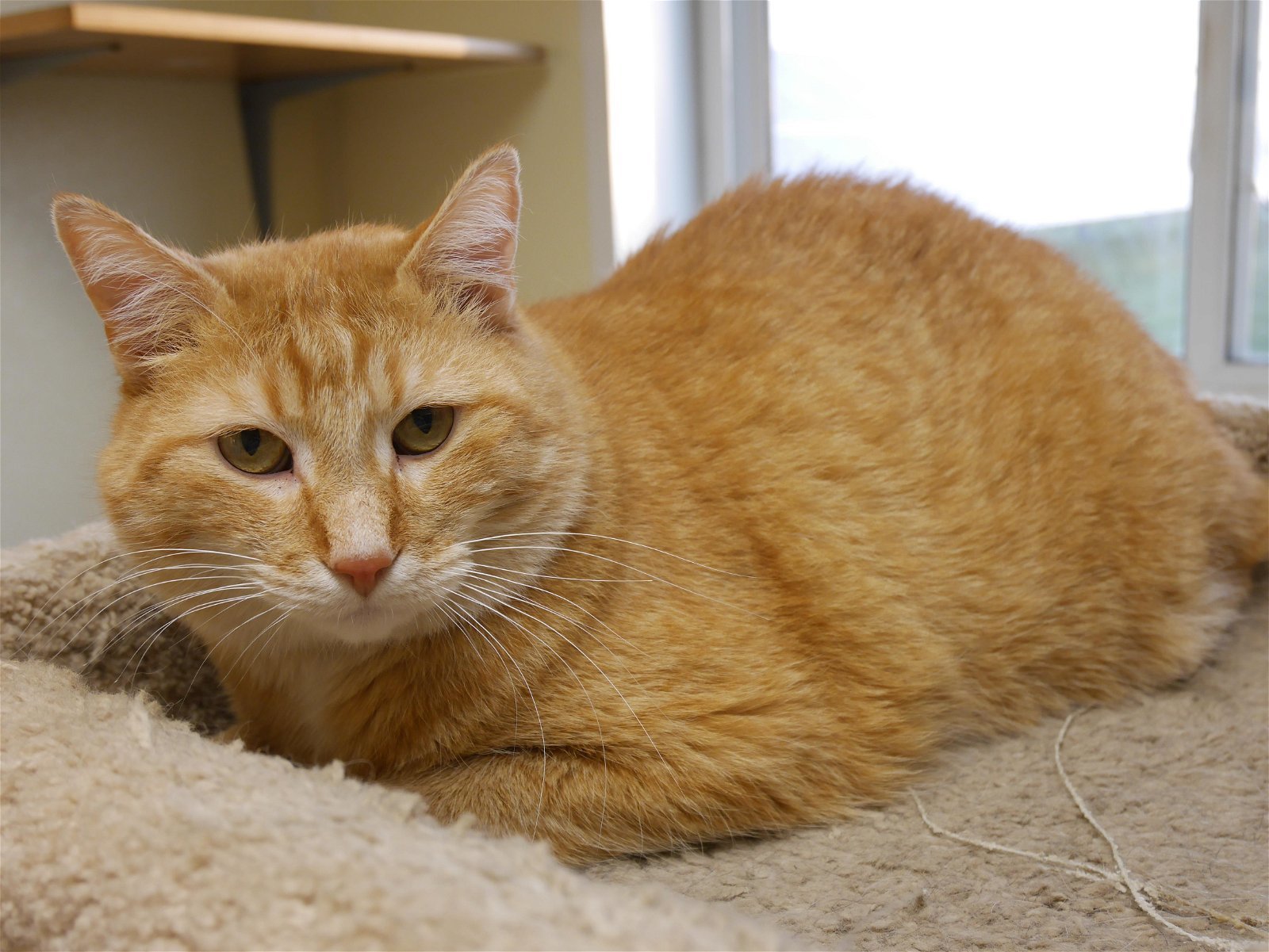 Mr. Jingles, an adoptable Domestic Short Hair in Austin, MN, 55912 | Photo Image 2