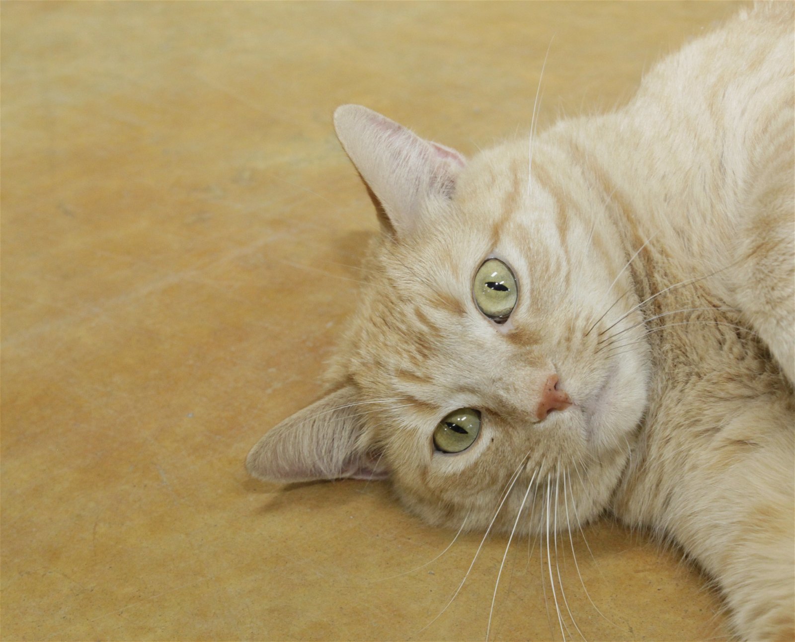 Mr. Jingles, an adoptable Domestic Short Hair in Austin, MN, 55912 | Photo Image 3