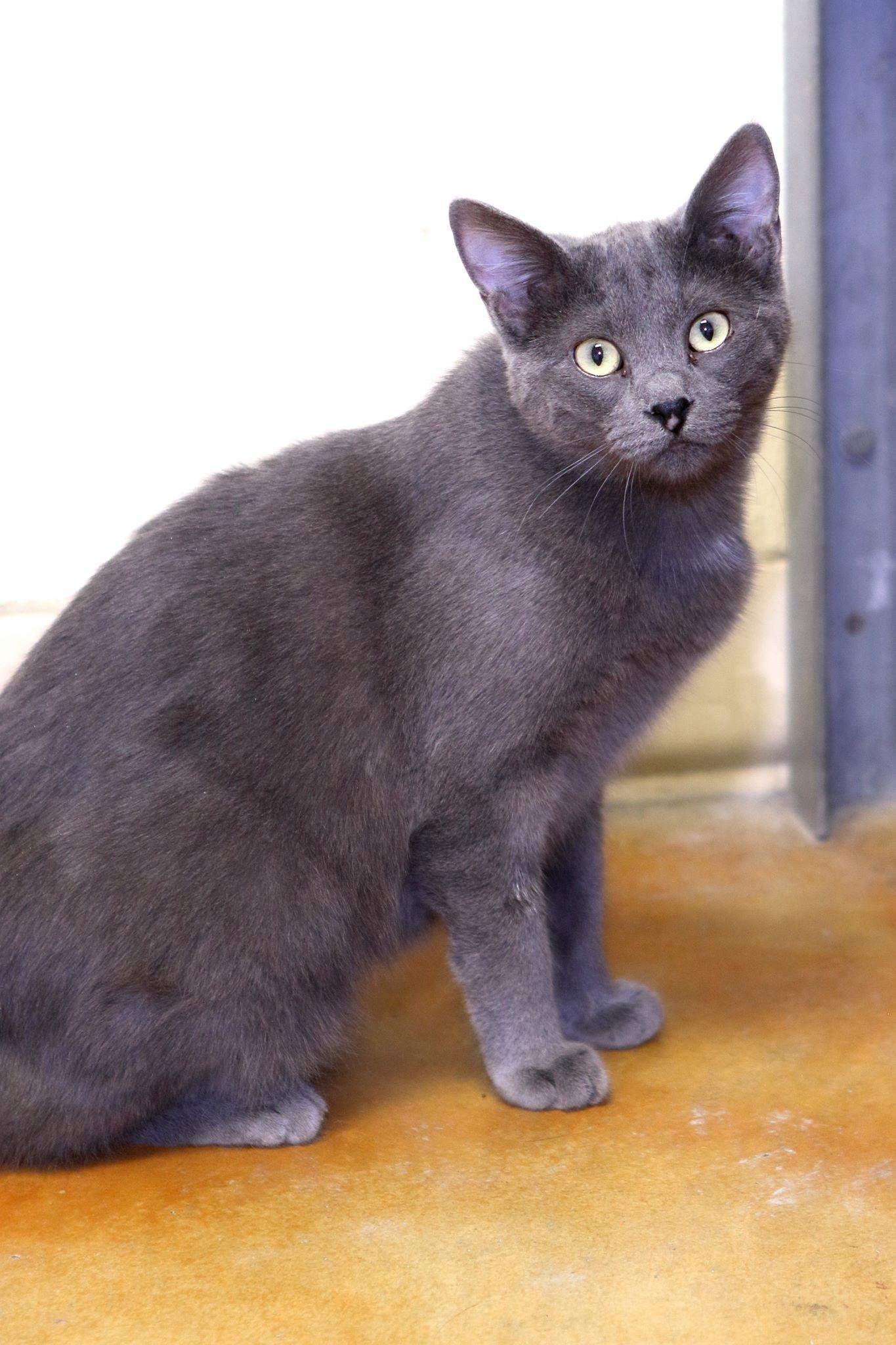 DUTCHESS, an adoptable Domestic Short Hair in Austin, MN, 55912 | Photo Image 1