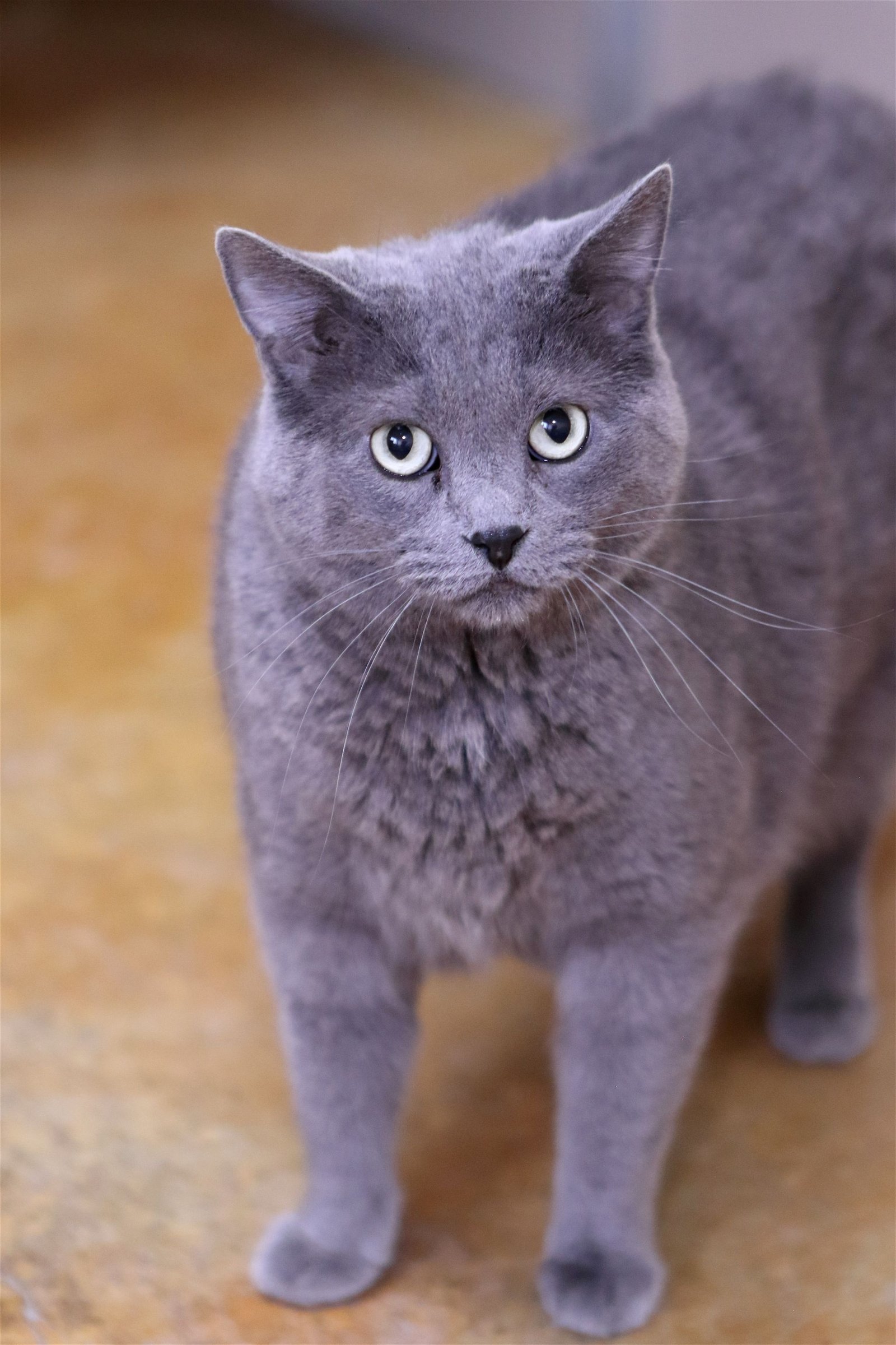 DUTCHESS, an adoptable Domestic Short Hair in Austin, MN, 55912 | Photo Image 2