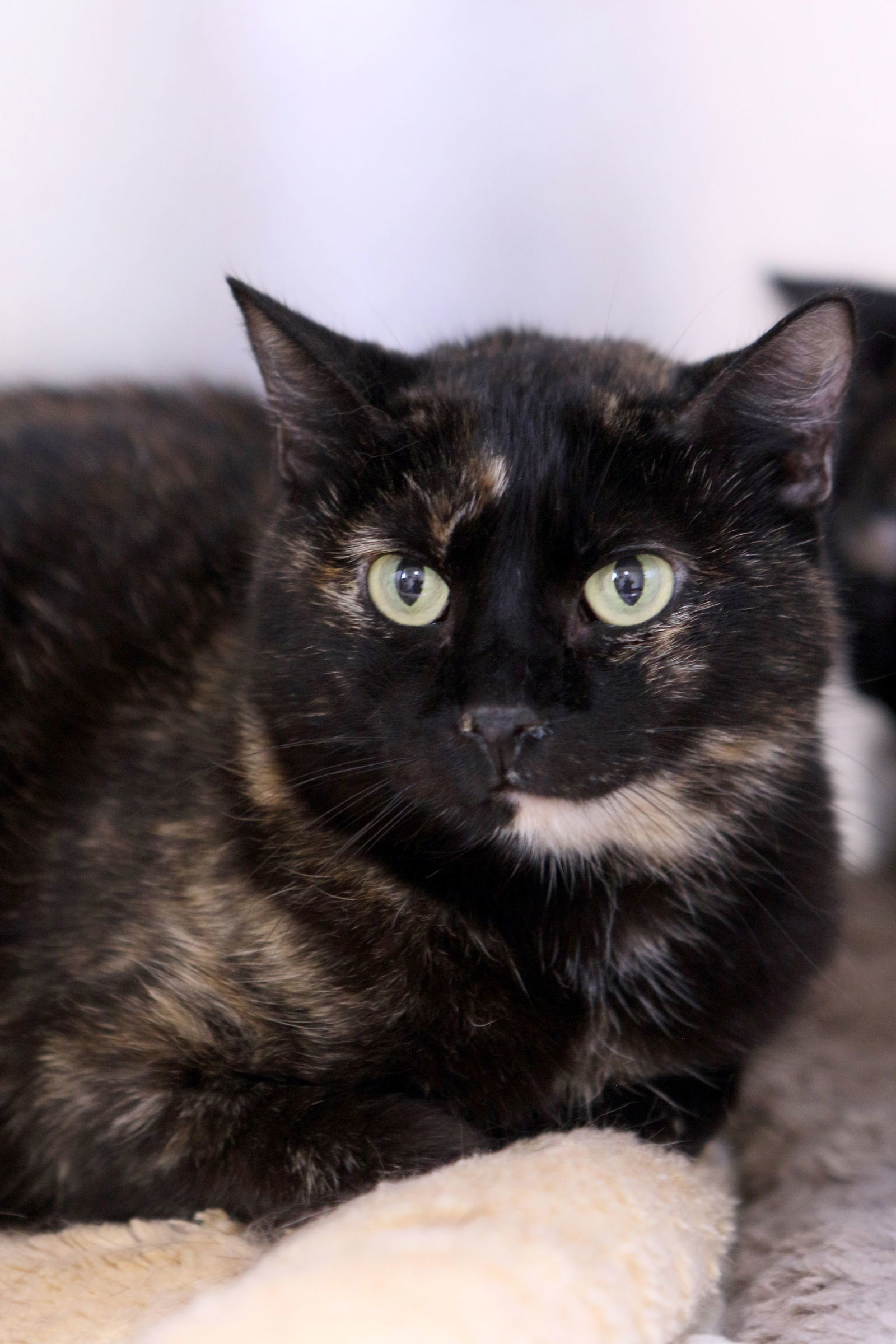 Deli, an adoptable Tortoiseshell in Austin, MN, 55912 | Photo Image 1