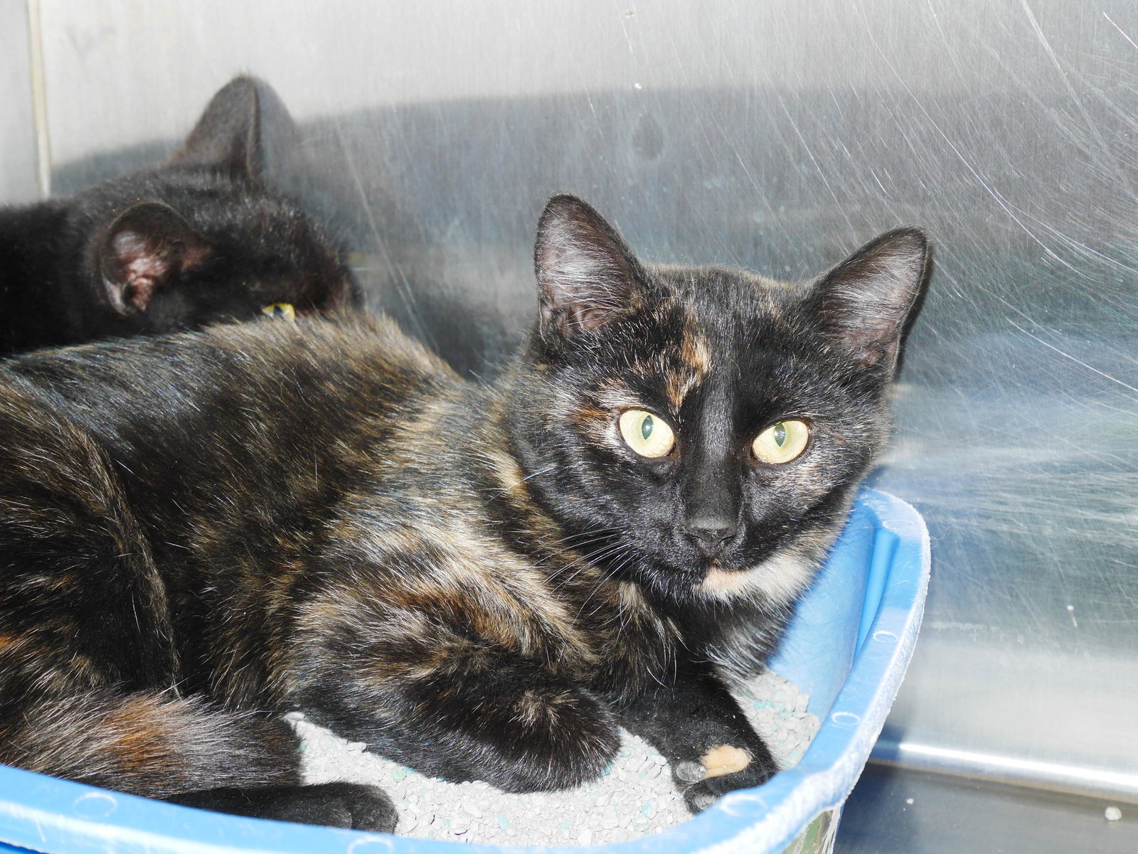 Deli, an adoptable Tortoiseshell in Austin, MN, 55912 | Photo Image 2