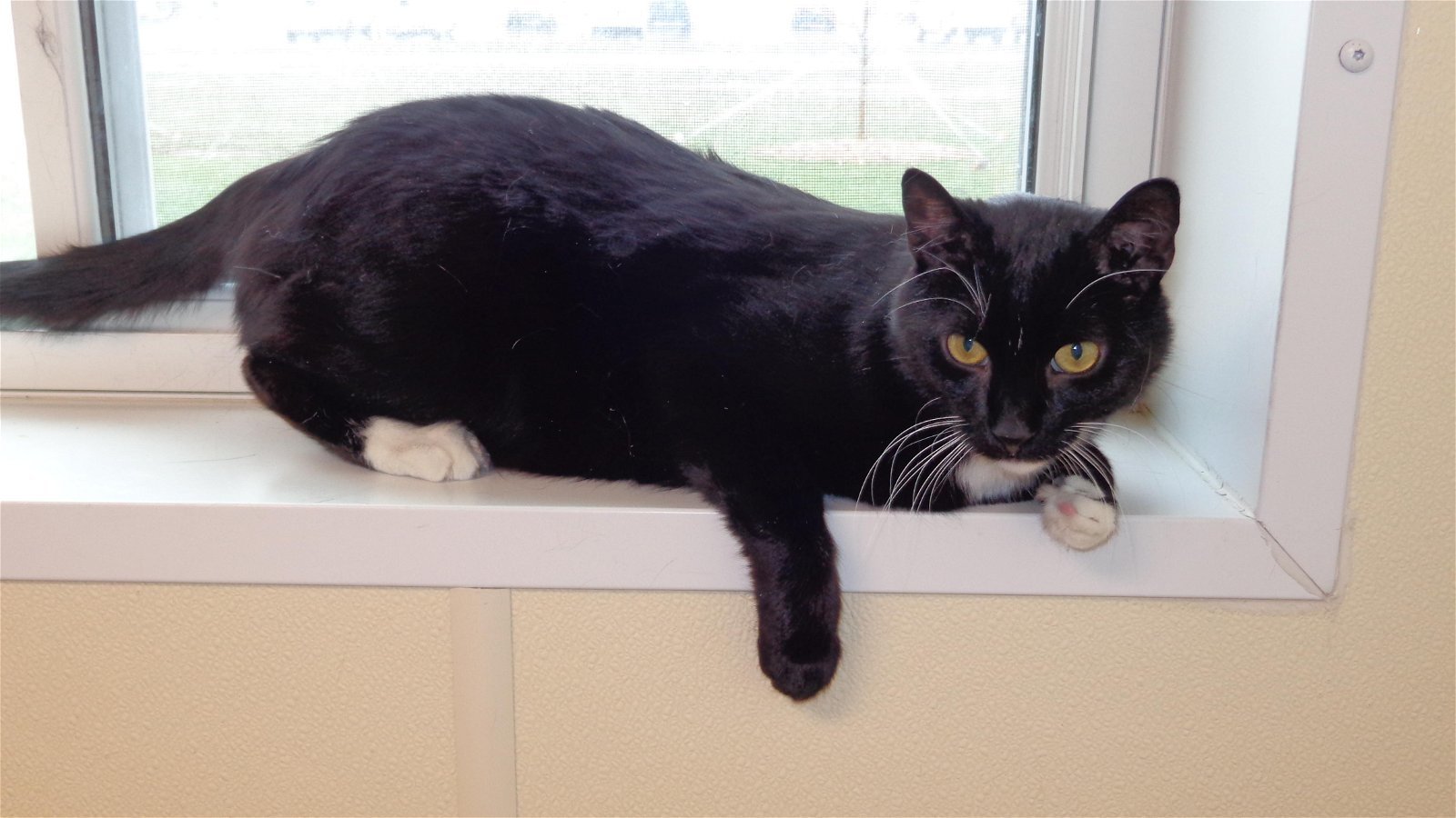 Dandylion, an adoptable Domestic Short Hair in Austin, MN, 55912 | Photo Image 1