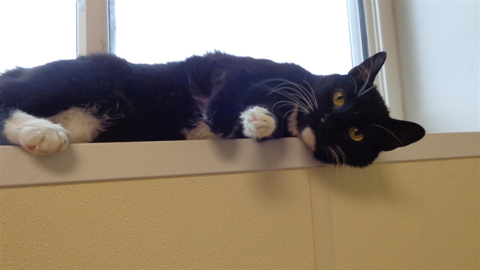 Dandylion, an adoptable Domestic Short Hair in Austin, MN, 55912 | Photo Image 2