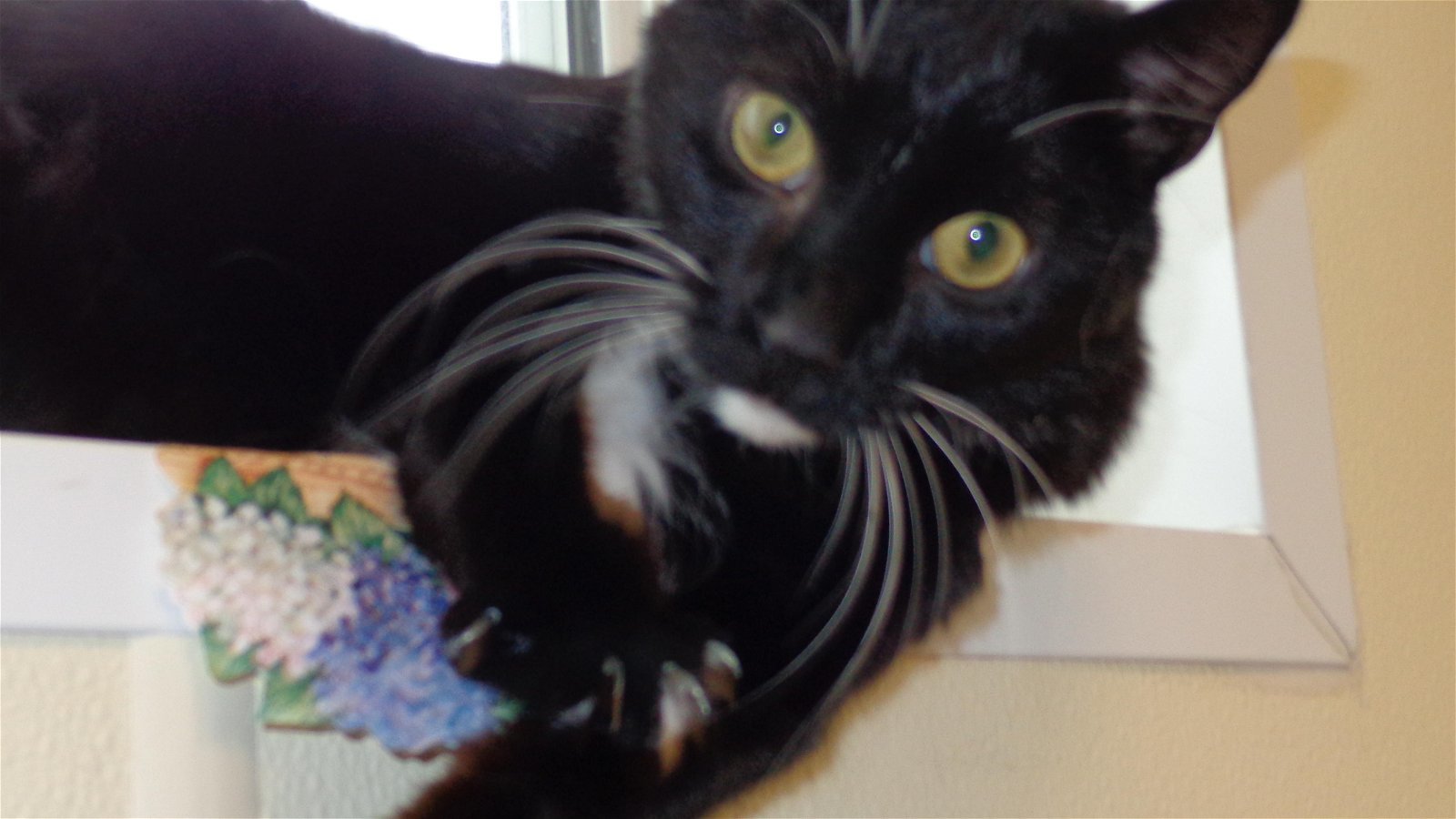 Dandylion, an adoptable Domestic Short Hair in Austin, MN, 55912 | Photo Image 3