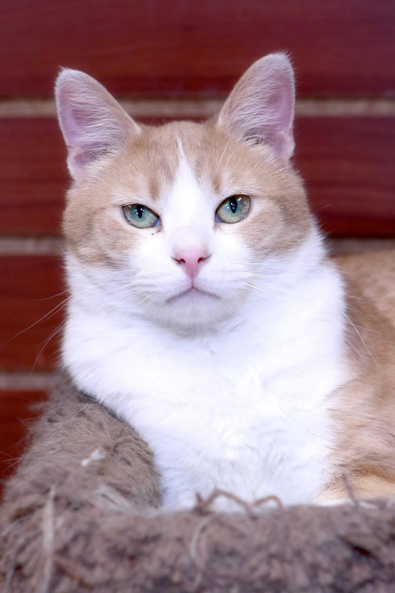 TIMMY, an adoptable Domestic Short Hair in Austin, MN, 55912 | Photo Image 1