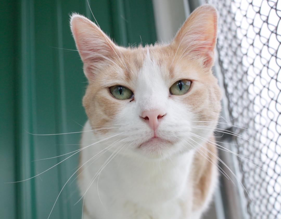 TIMMY, an adoptable Domestic Short Hair in Austin, MN, 55912 | Photo Image 2