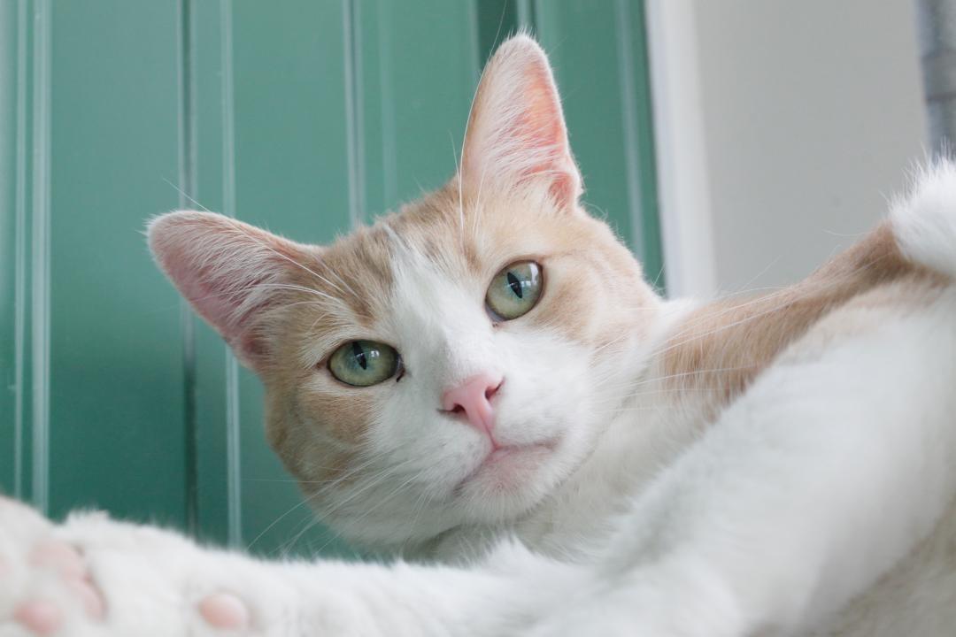 TIMMY, an adoptable Domestic Short Hair in Austin, MN, 55912 | Photo Image 3