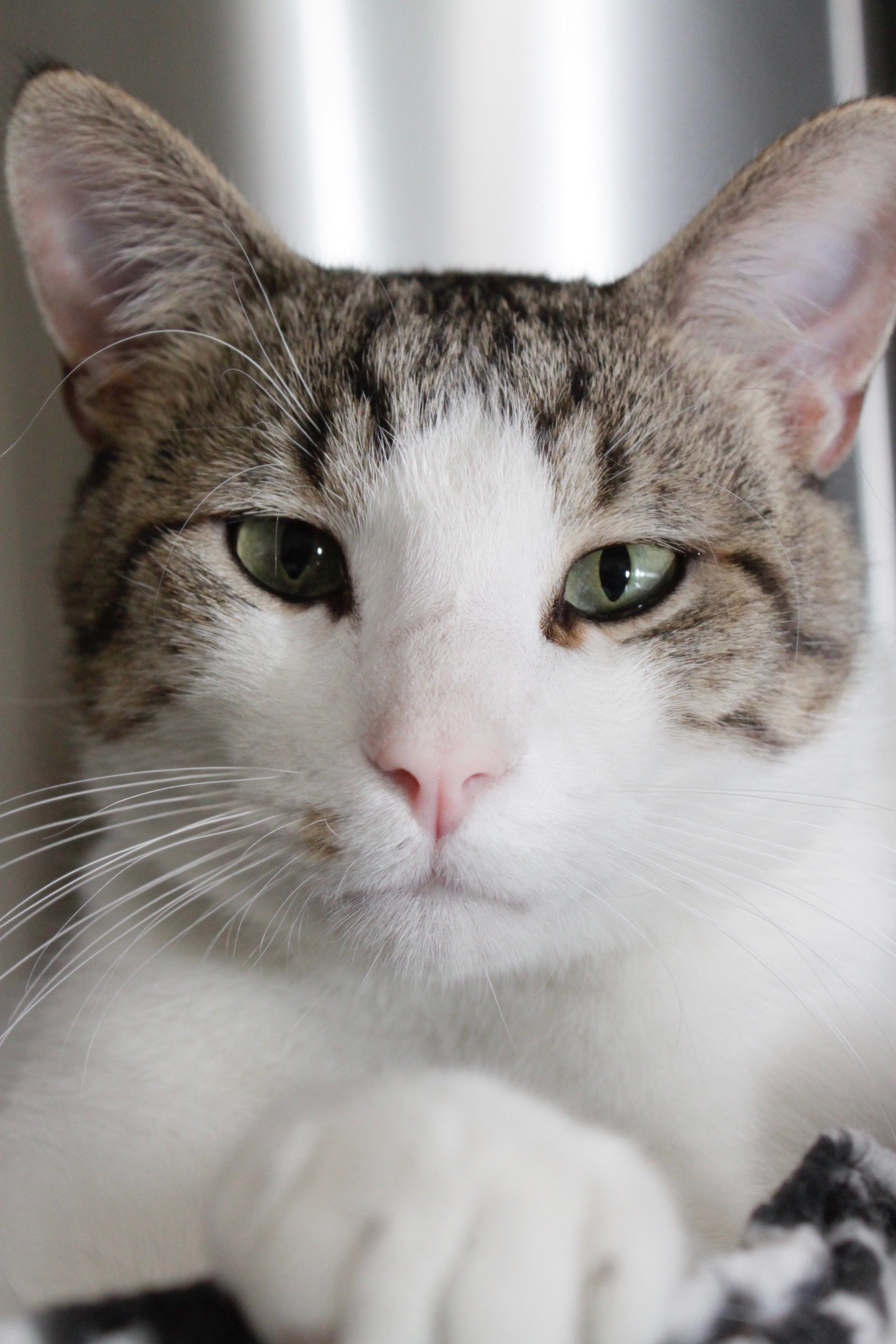 BONZAI, an adoptable Domestic Short Hair in Austin, MN, 55912 | Photo Image 1