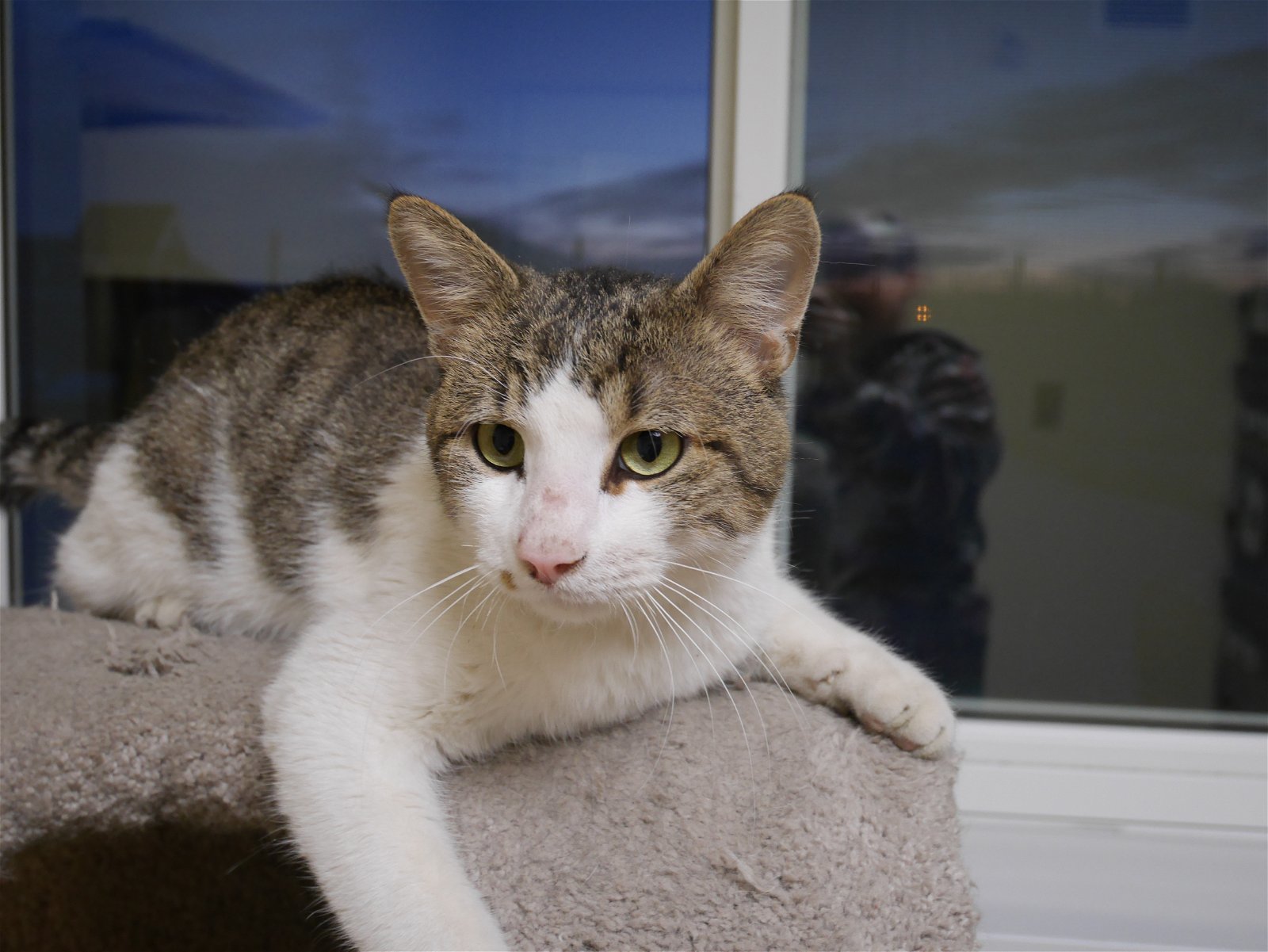BONZAI, an adoptable Domestic Short Hair in Austin, MN, 55912 | Photo Image 2