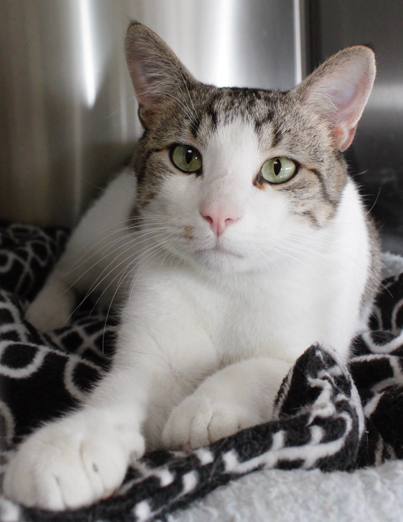 BONZAI, an adoptable Domestic Short Hair in Austin, MN, 55912 | Photo Image 3