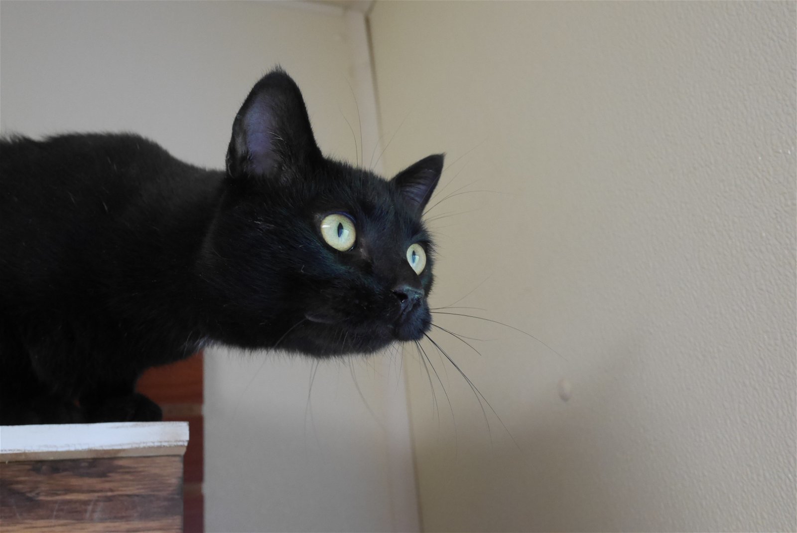 INKY, an adoptable Domestic Short Hair in Austin, MN, 55912 | Photo Image 1