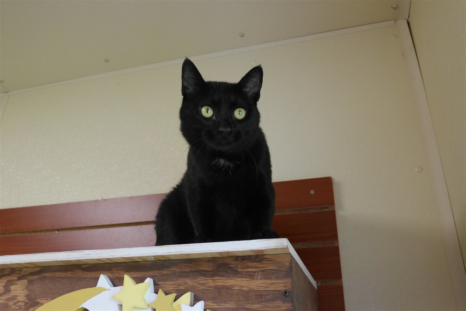 INKY, an adoptable Domestic Short Hair in Austin, MN, 55912 | Photo Image 2