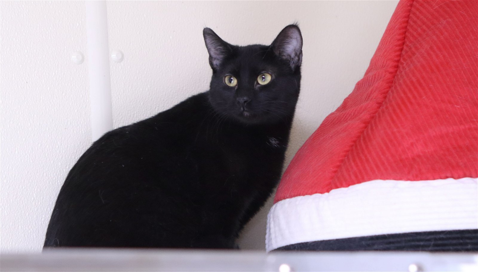 INKY, an adoptable Domestic Short Hair in Austin, MN, 55912 | Photo Image 3